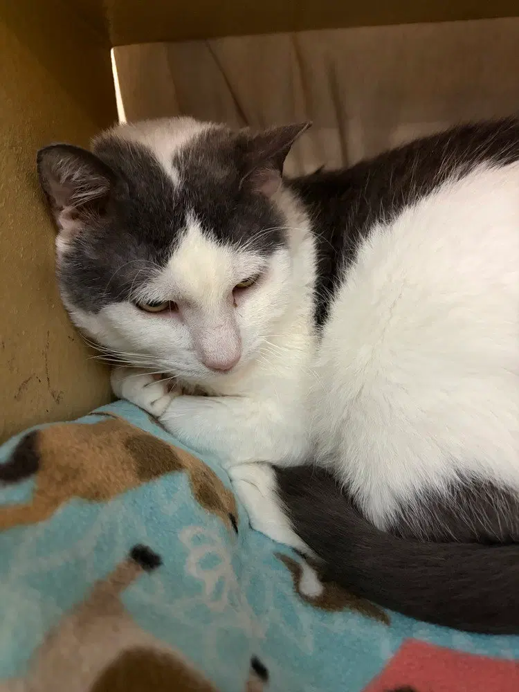 Moochie, an adult male cat up for adoption
