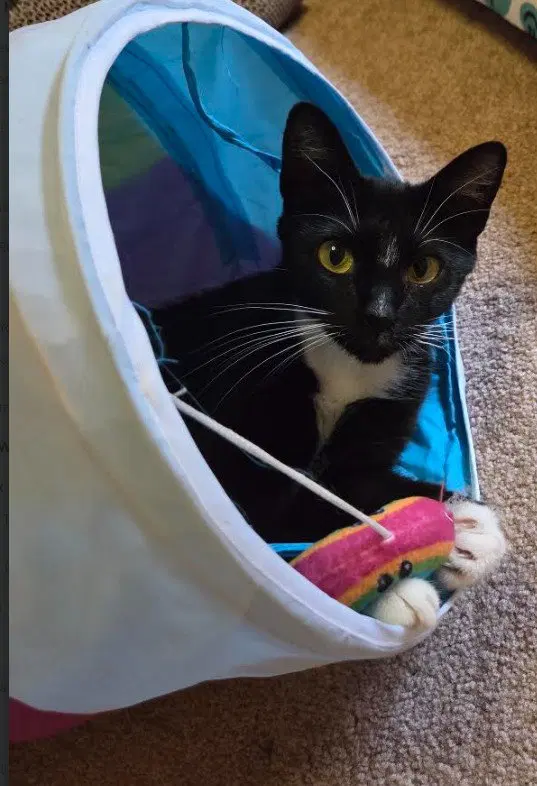 C339 Litter Dolly, mom, a young female cat up for adoption