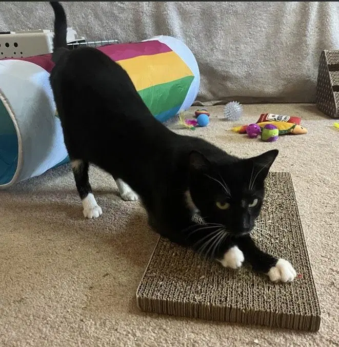 C339 Litter Dolly, mom, photo 2