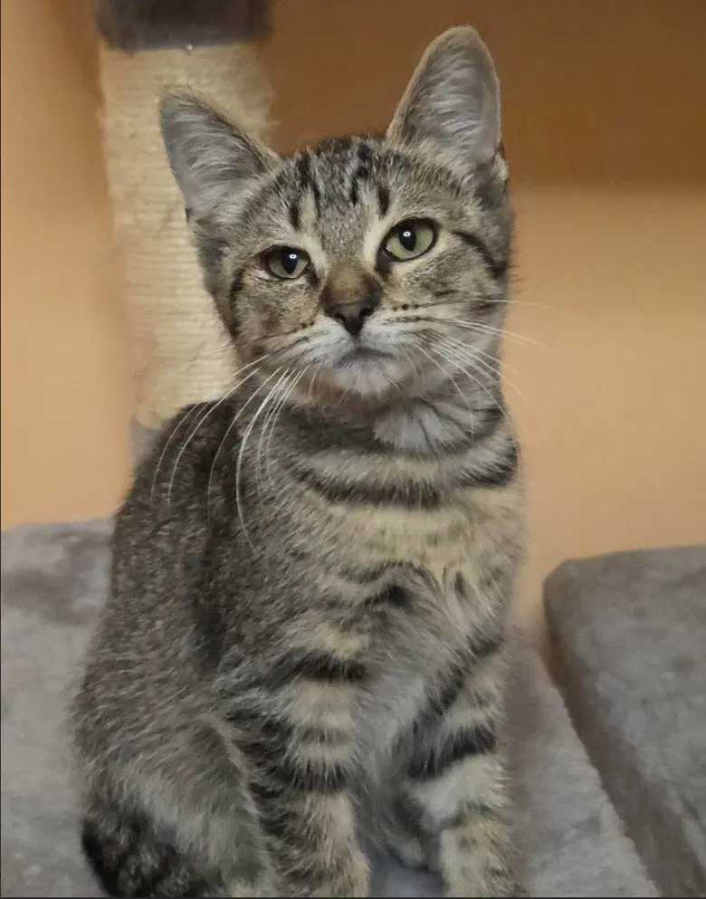 C339 Litter Jolene, a female kitten up for adoption