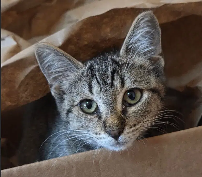 C339 Litter Jolene, photo 2