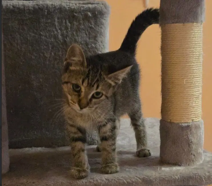 C339 Litter Jolene, photo 3