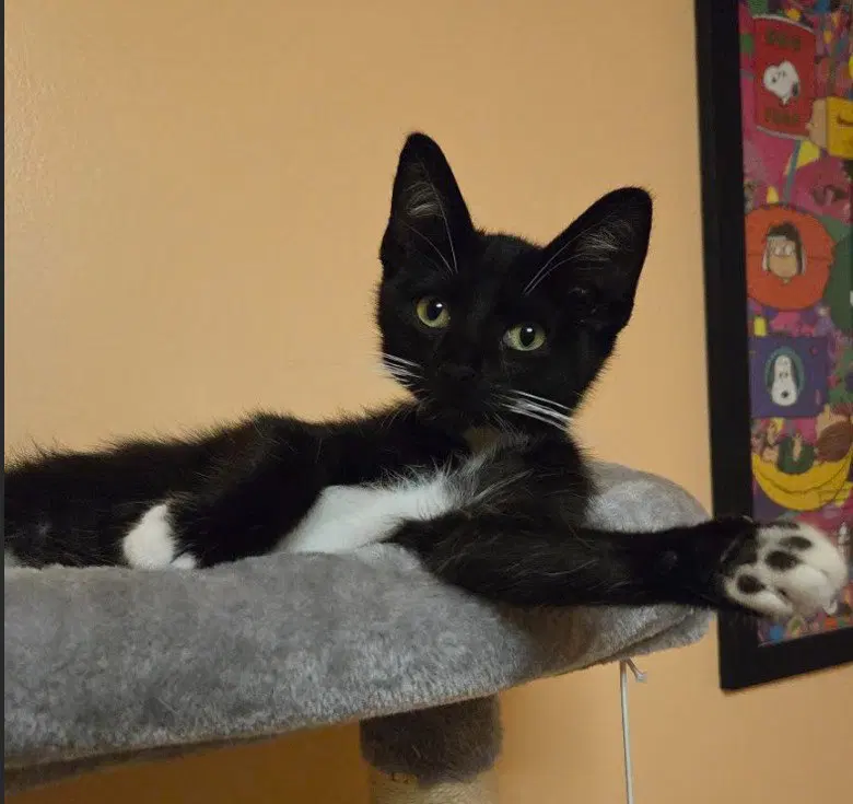 C339 Litter Oreo, a male kitten up for adoption