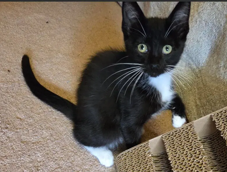 C339 Litter Oreo, photo 2