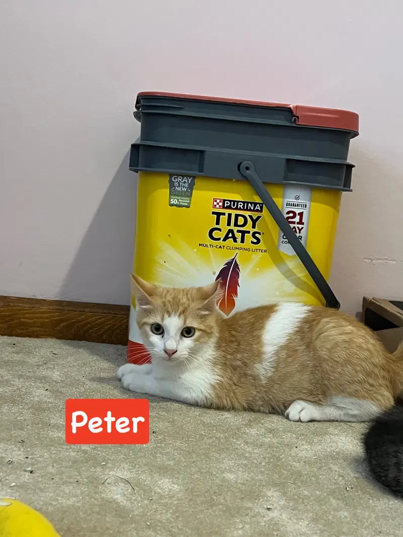 Peter, photo 5