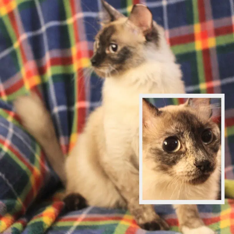 Nymph, a young female Siamese cat up for adoption