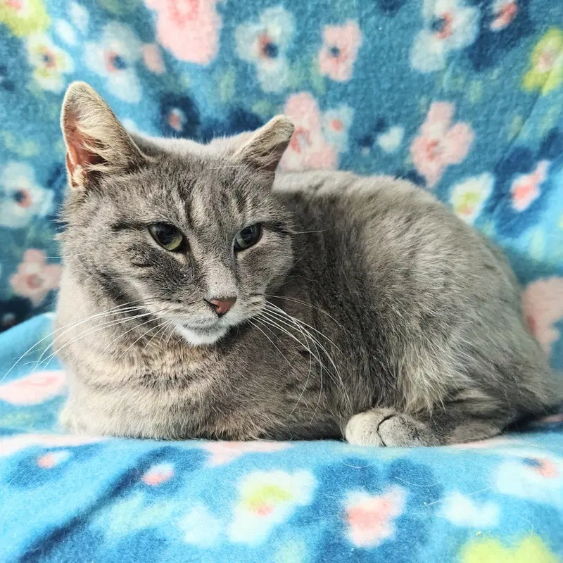 Misty, photo 3