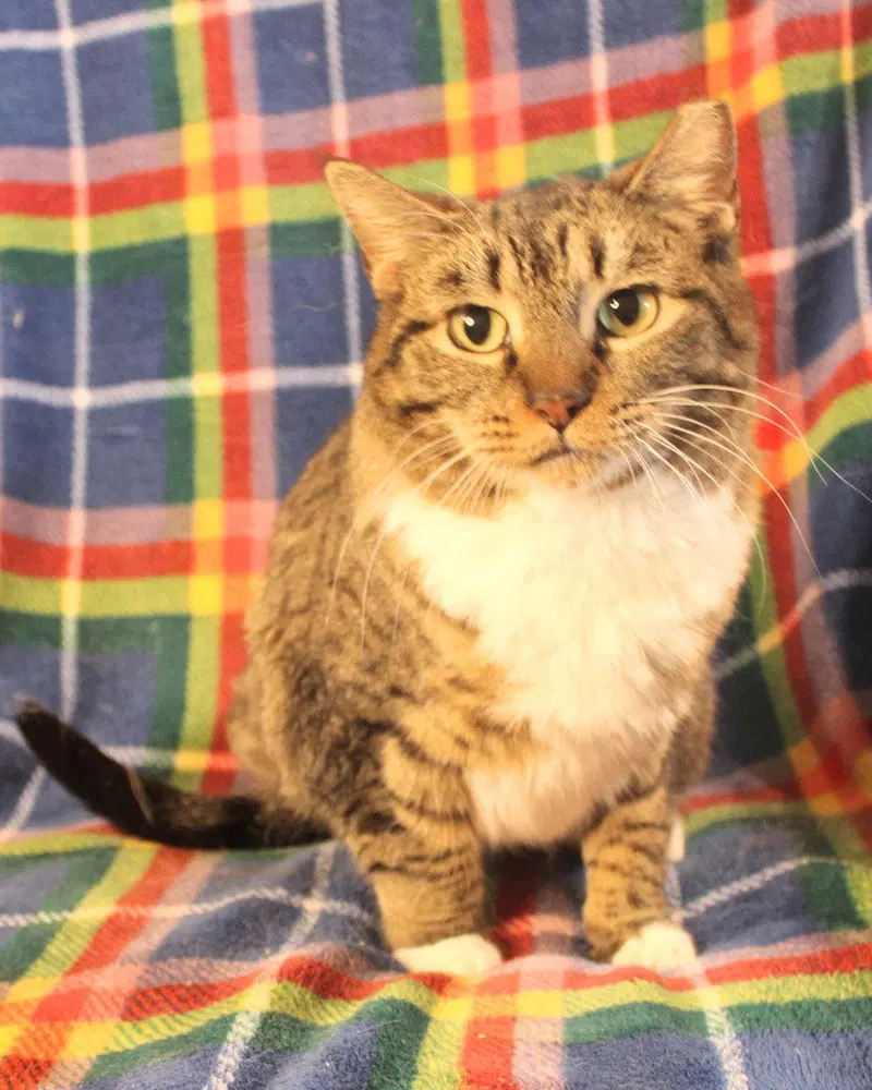 Nala, an adult female Oriental Short Hair cat up for adoption