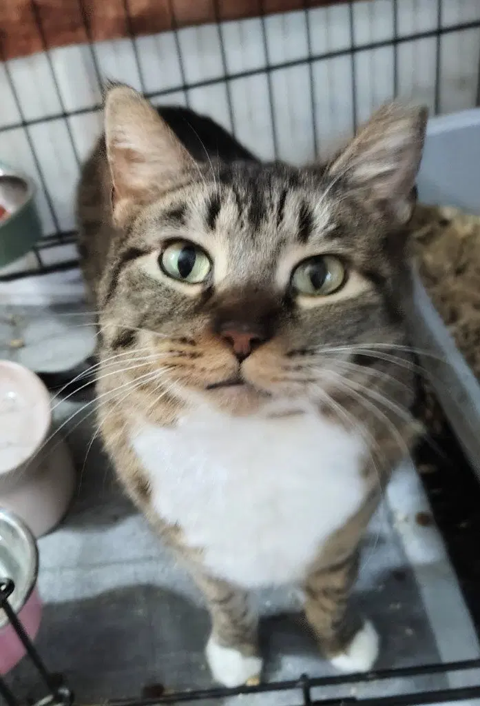 Nala, photo 2