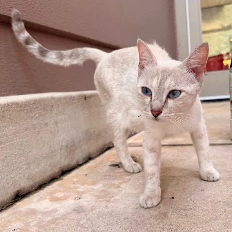 Sandy Tarjay, an adult female Siamese cat up for adoption