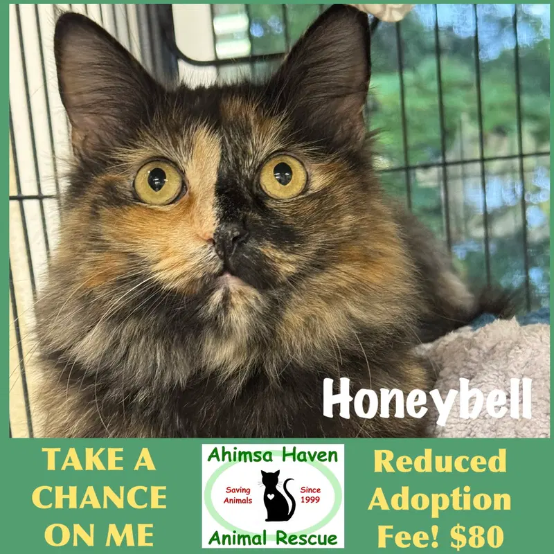 Honeybell, an adult female cat up for adoption