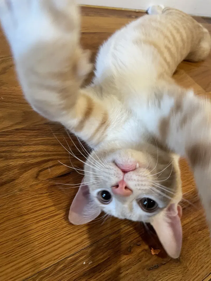 Ginger Salt, a young male cat up for adoption