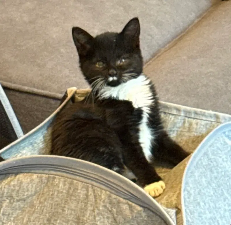 Helen Keller, a female kitten up for adoption