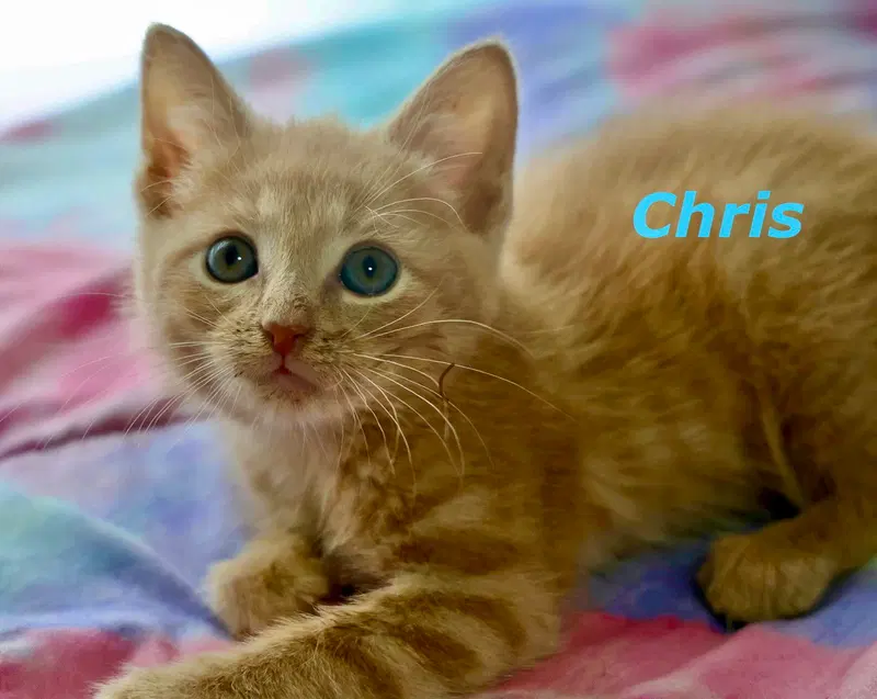 Chris, photo 4