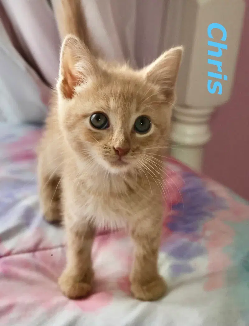 Chris, a male kitten up for adoption