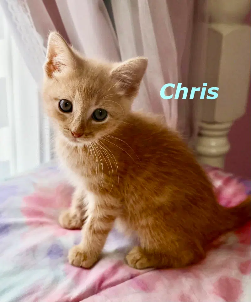 Chris, photo 3