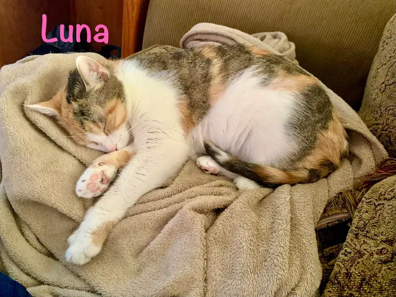 Luna, photo 7