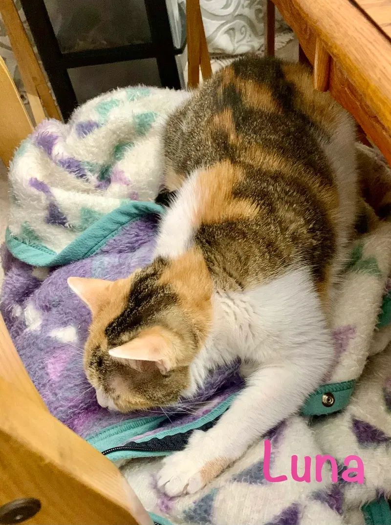 Luna, photo 9