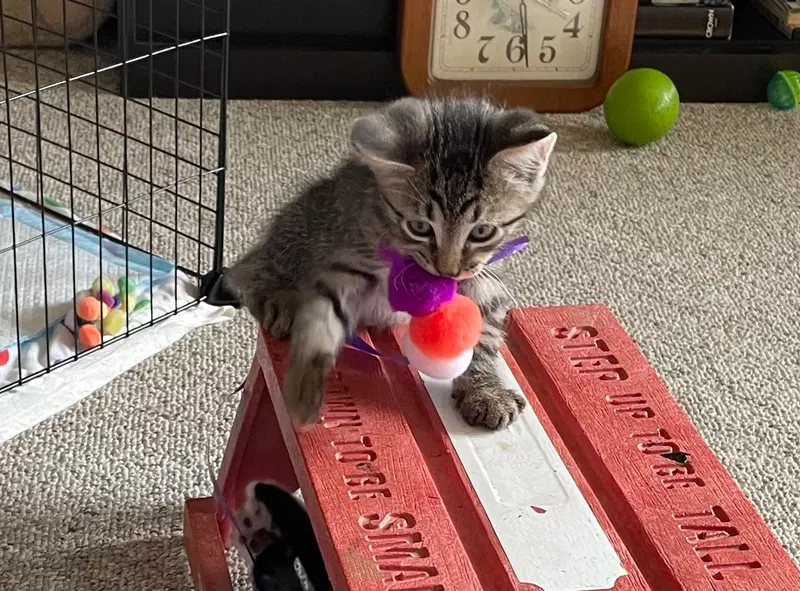 Ace, a male kitten up for adoption
