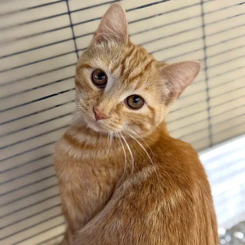 Ginger, a young female cat up for adoption