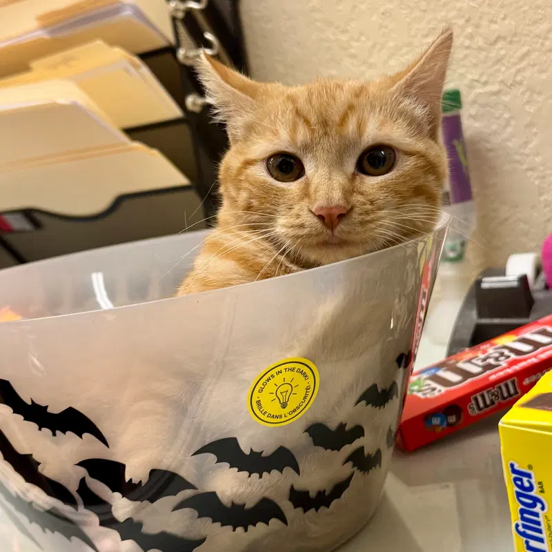 Ginger, photo 2