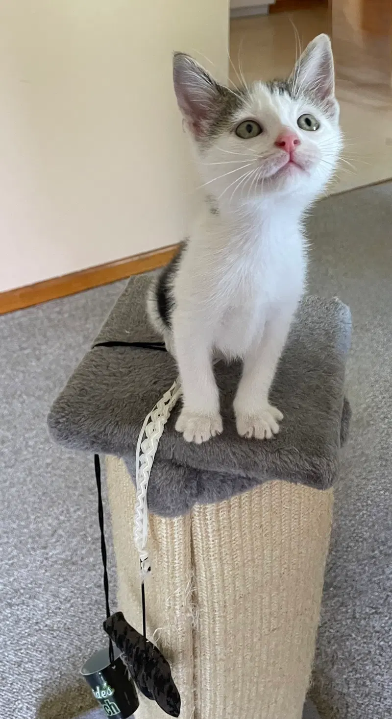 Lizzy, a female kitten up for adoption