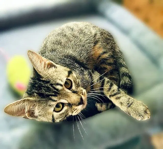 Remi, a male kitten up for adoption