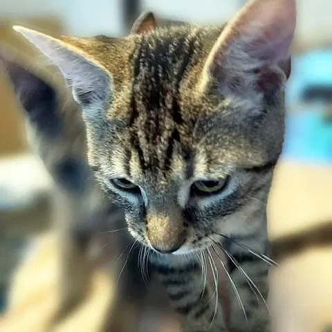 Remi, photo 3