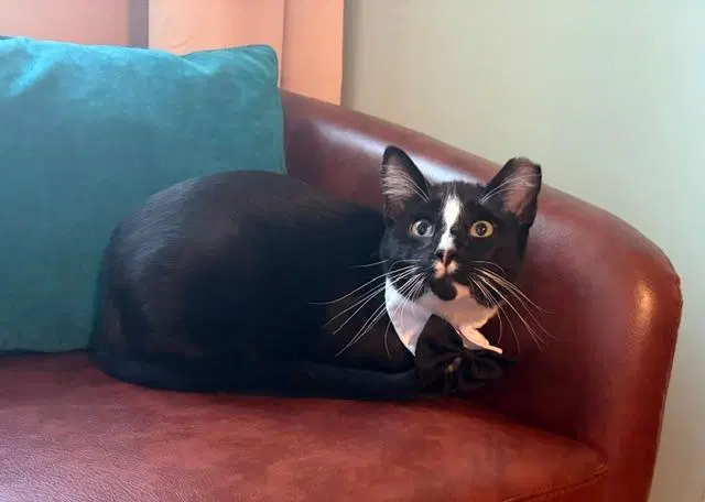 Sammy, an adult male cat up for adoption