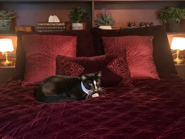 Sammy, photo 4