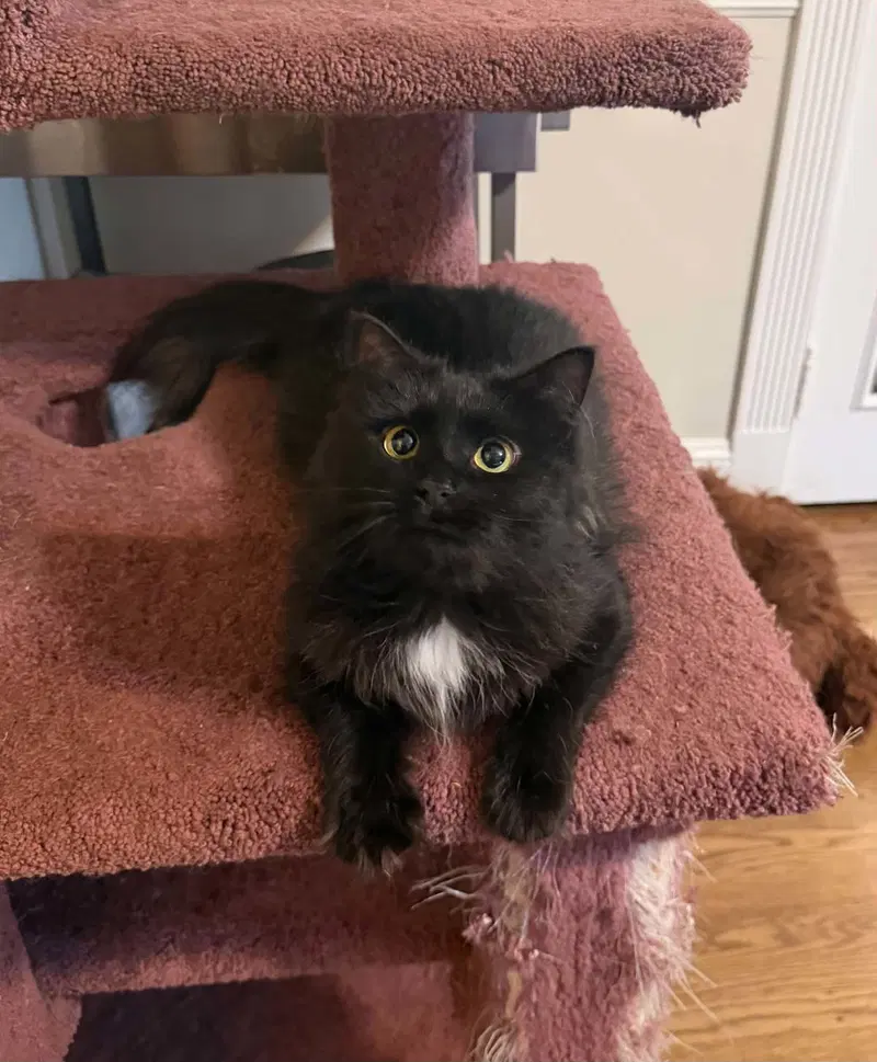 Foxy, an adult female cat up for adoption