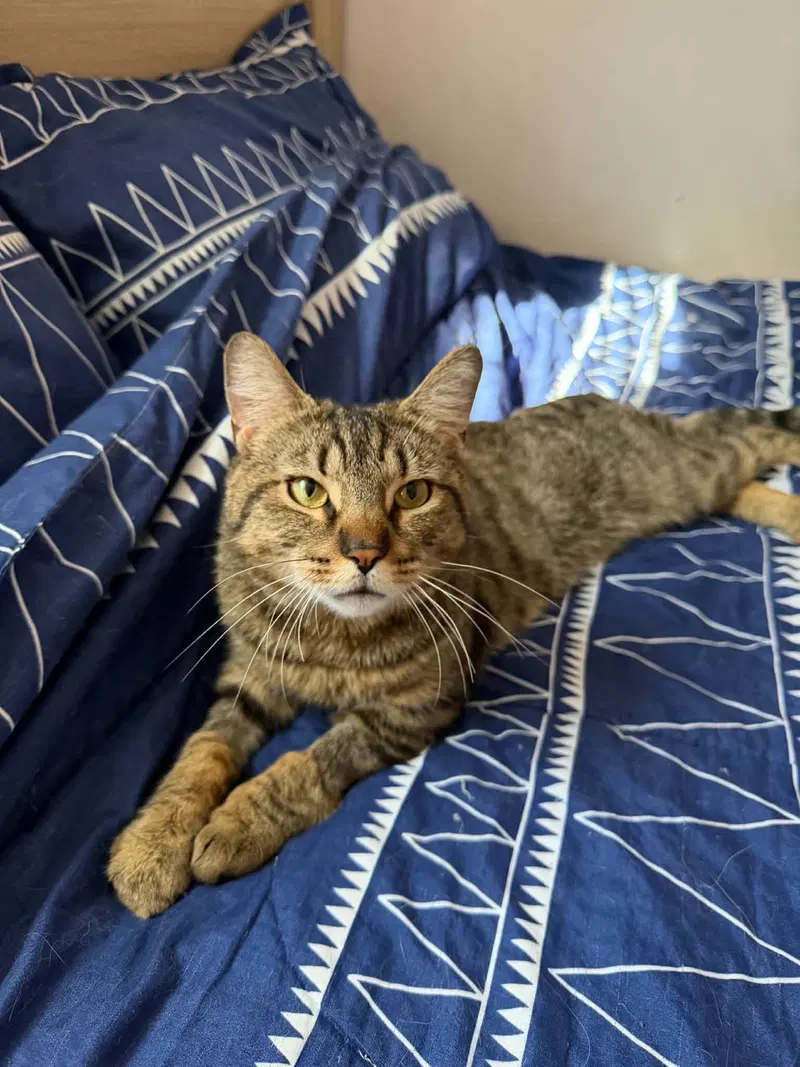 Orion, an adult male Tabby cat up for adoption