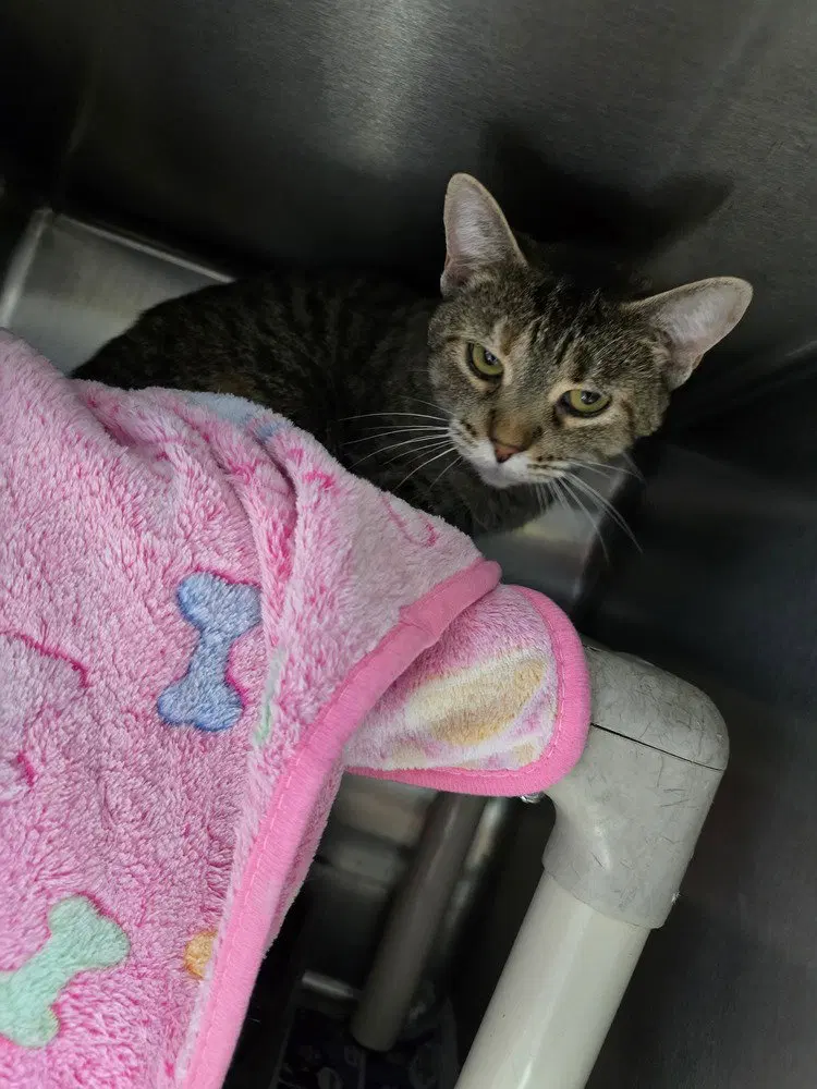 Trix, an adult female cat up for adoption