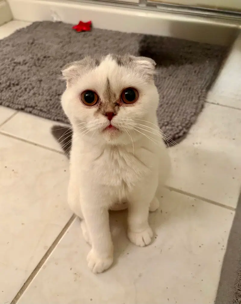 Nyla Harper, a young female Scottish Fold cat up for adoption