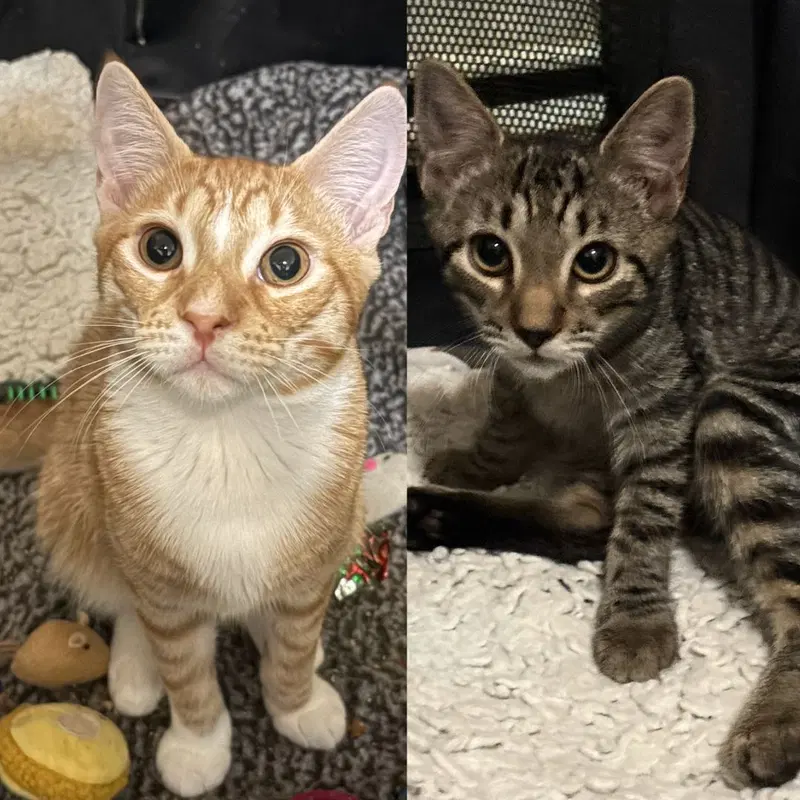 Scotch Bonnet & Paprika, kittens up for adoption