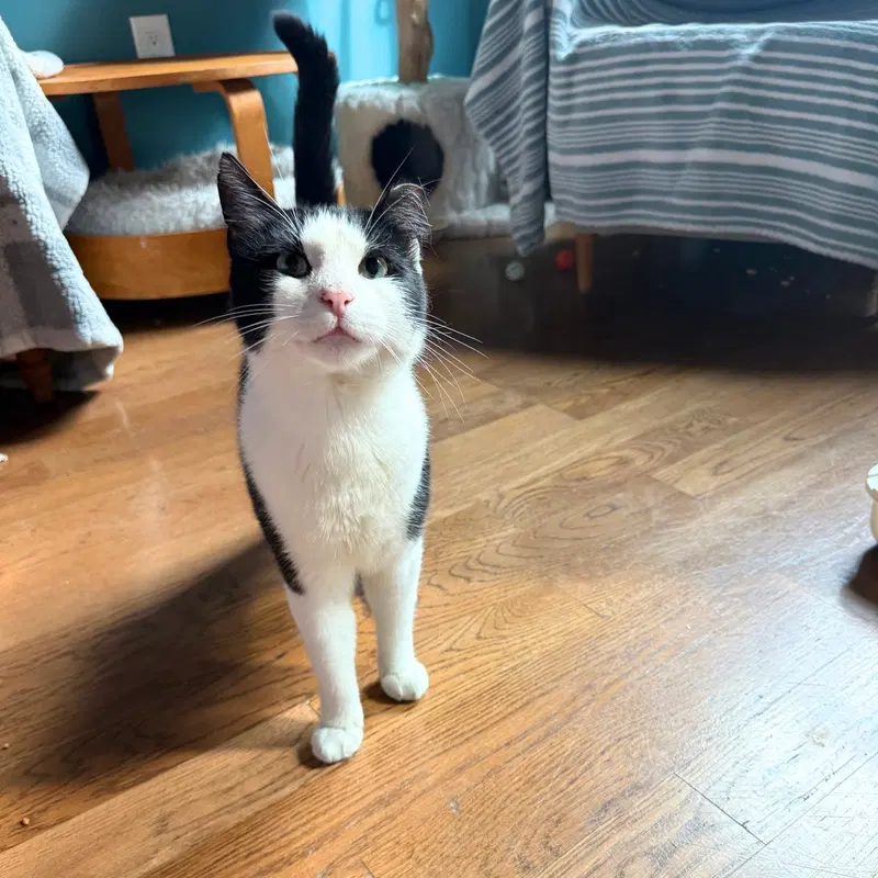 Little Bunny, photo 2