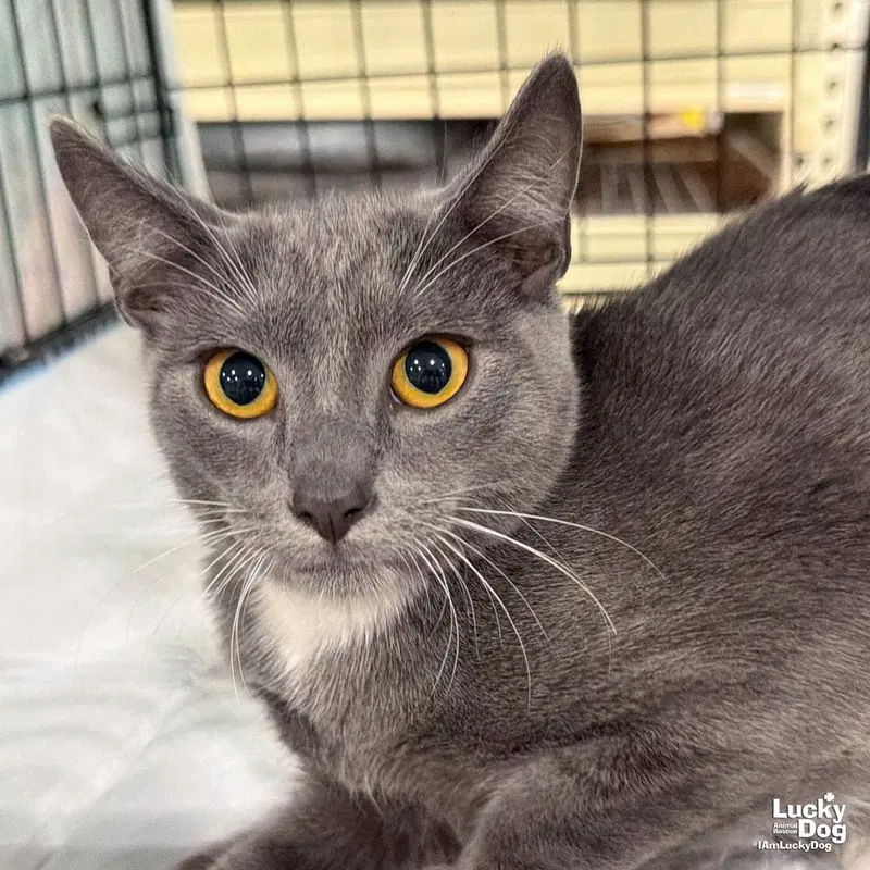 Xilo, a male kitten up for adoption