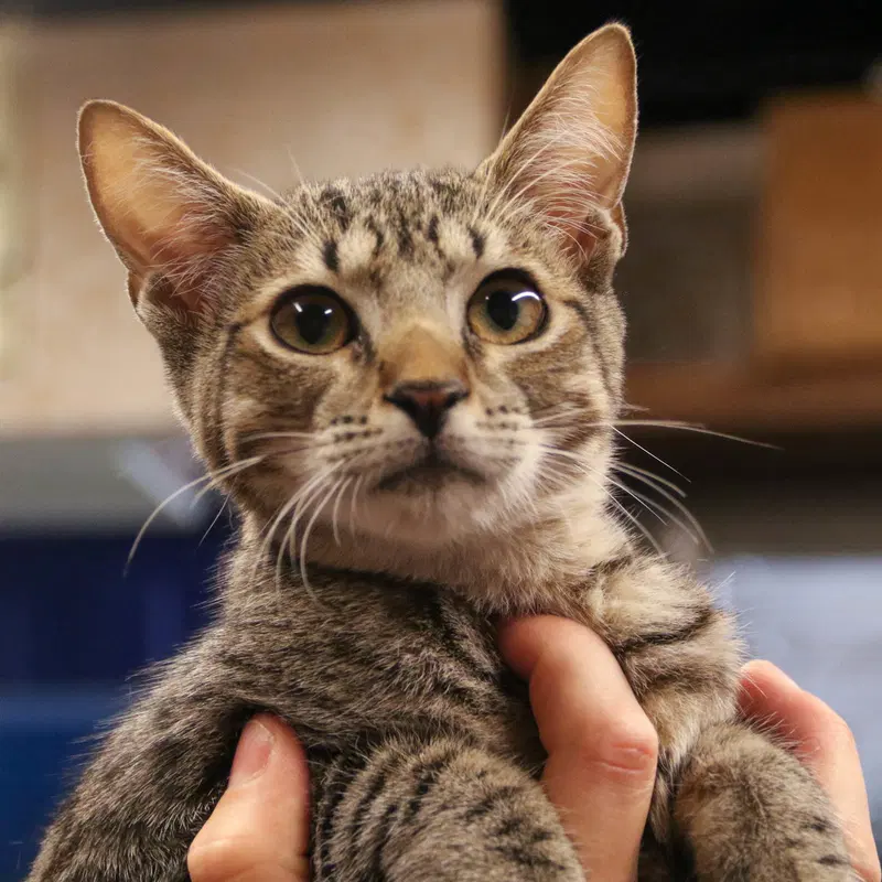 Xion, a male kitten up for adoption