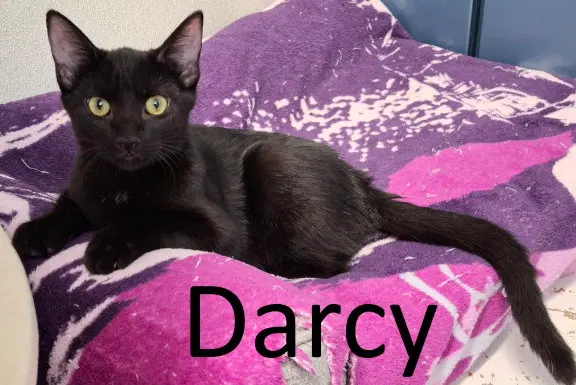 Darcy, a female kitten up for adoption