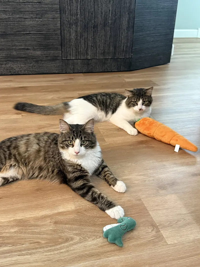 Captain Shane Howlander & Hudson Growliams, adult male cats up for adoption