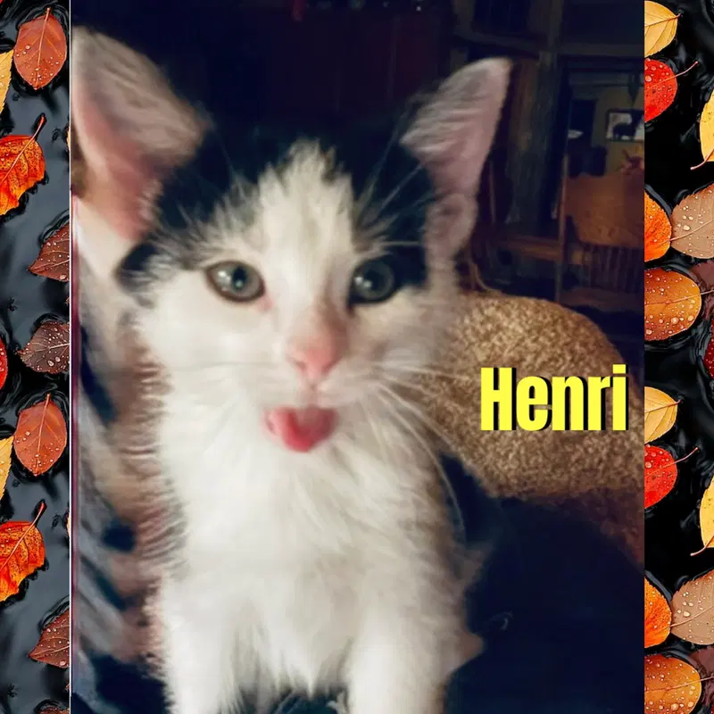 Henri, a male kitten up for adoption