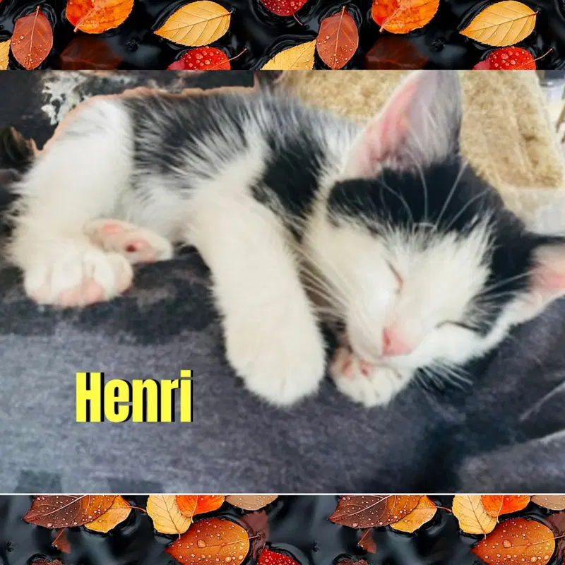 Henri, photo 2