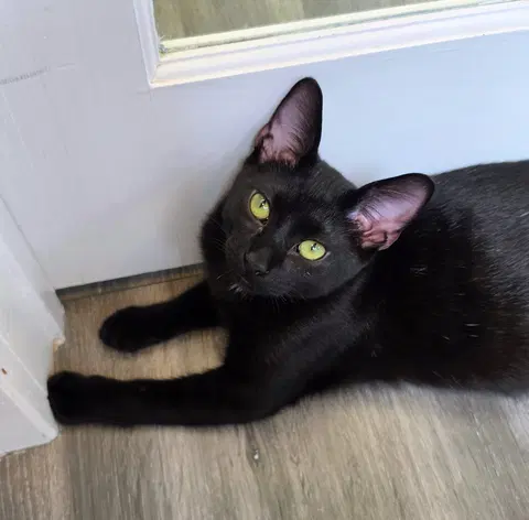 Watch the video of Pretzel