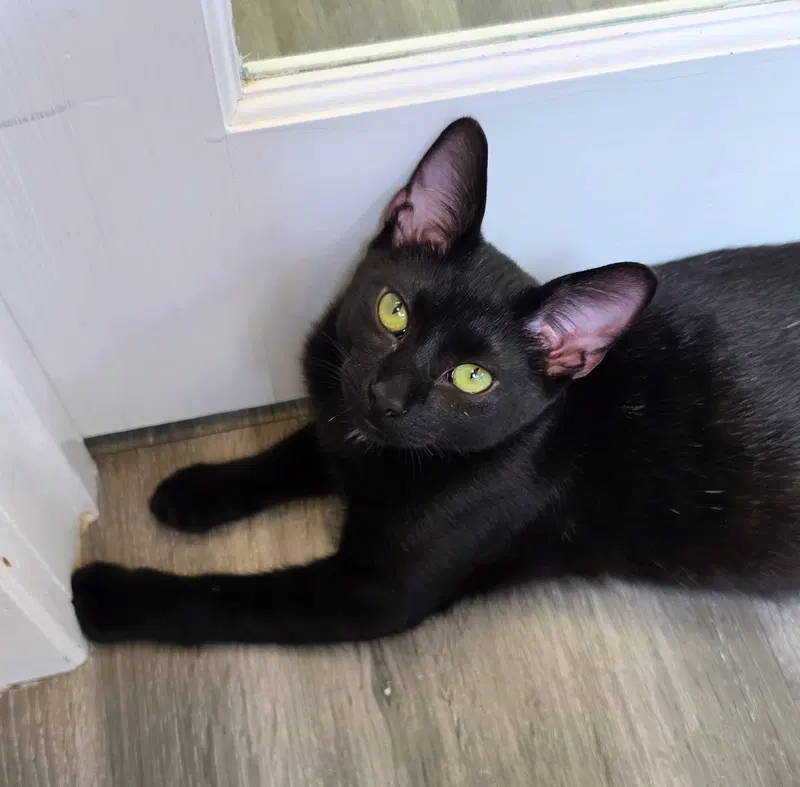 Pretzel, a young male cat up for adoption