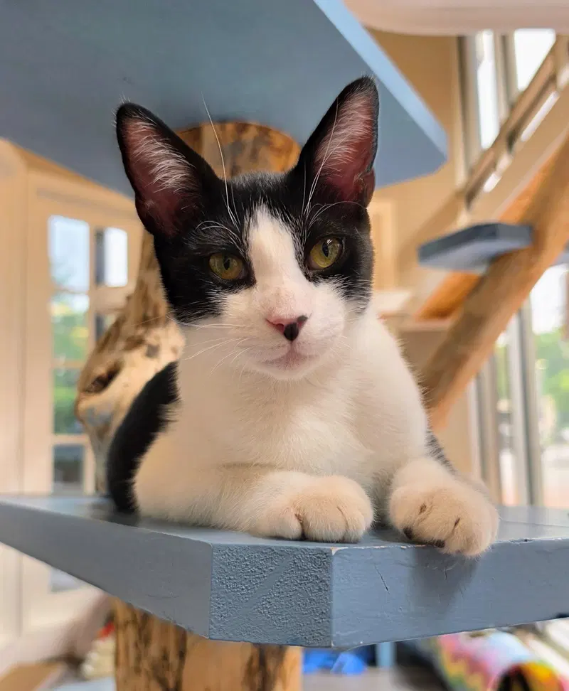 Pharaoh, a young male cat up for adoption