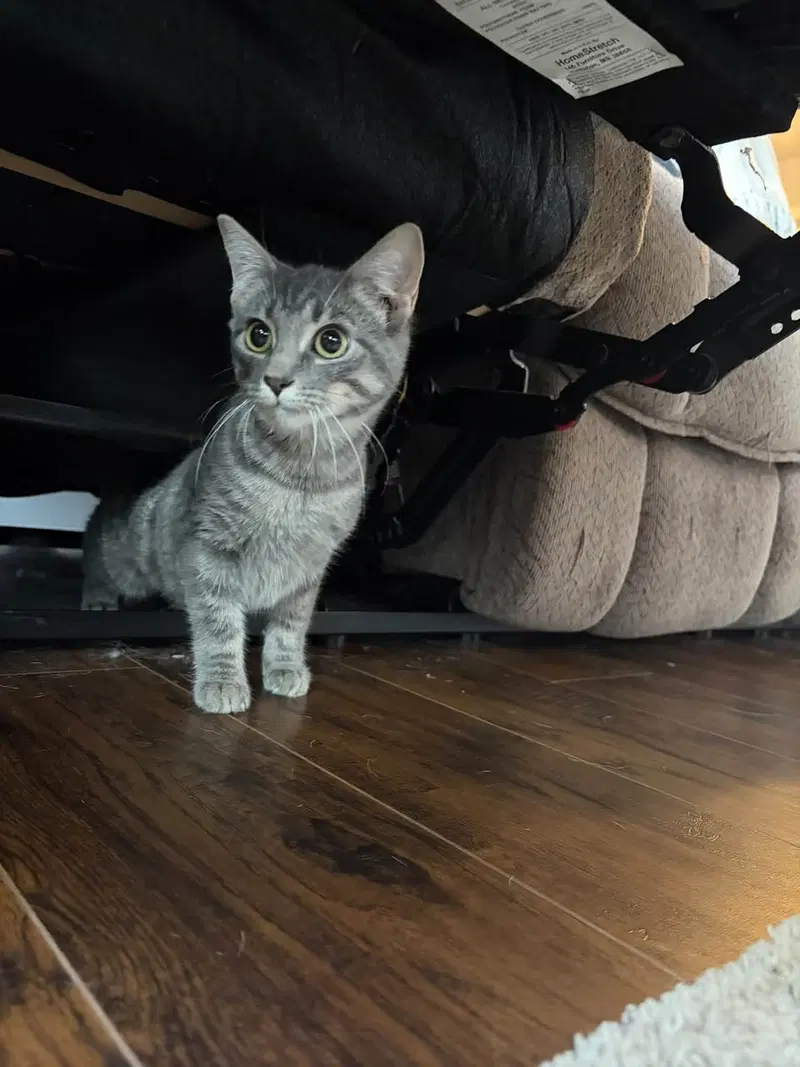 Pixie, a female kitten up for adoption