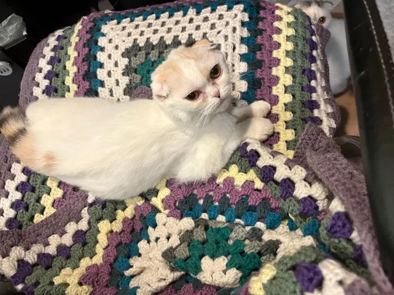 Lucy Chen, a young female Scottish Fold cat up for adoption