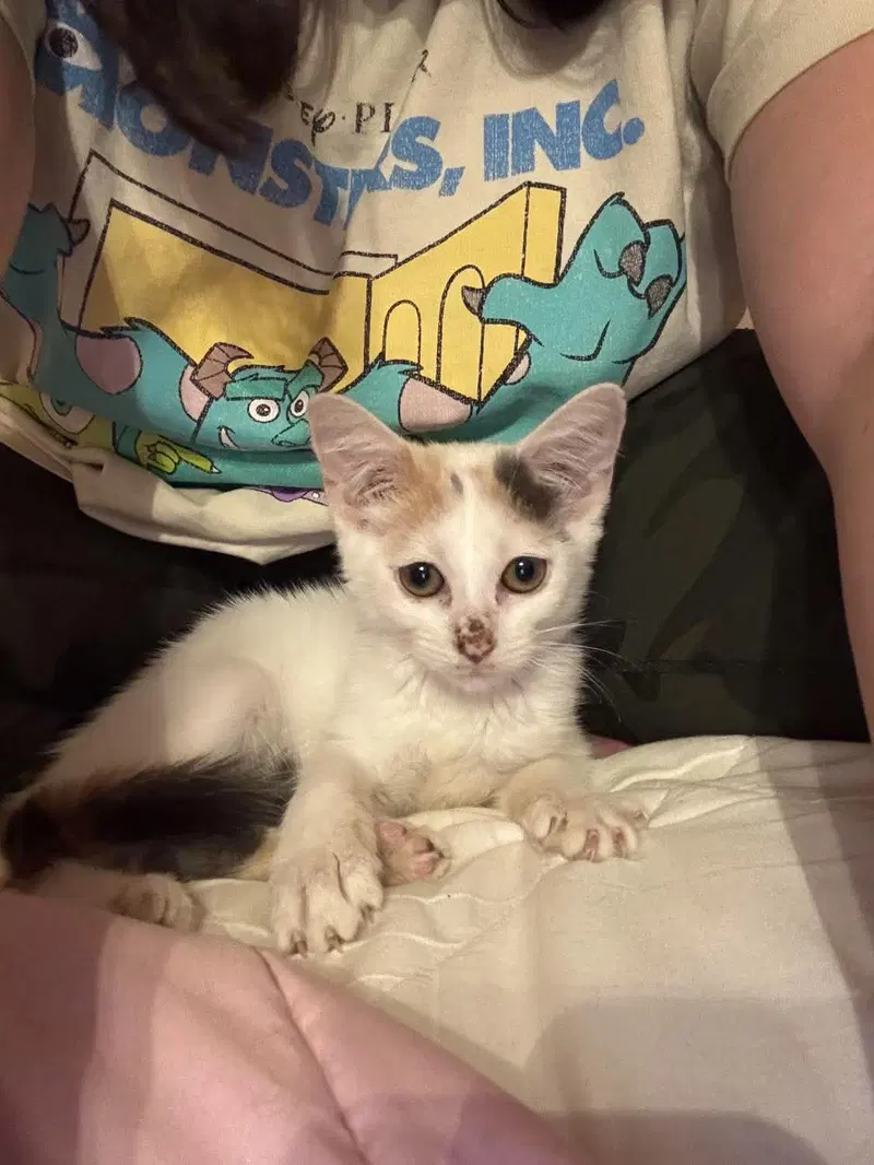 Snowbell, a female cat up for adoption