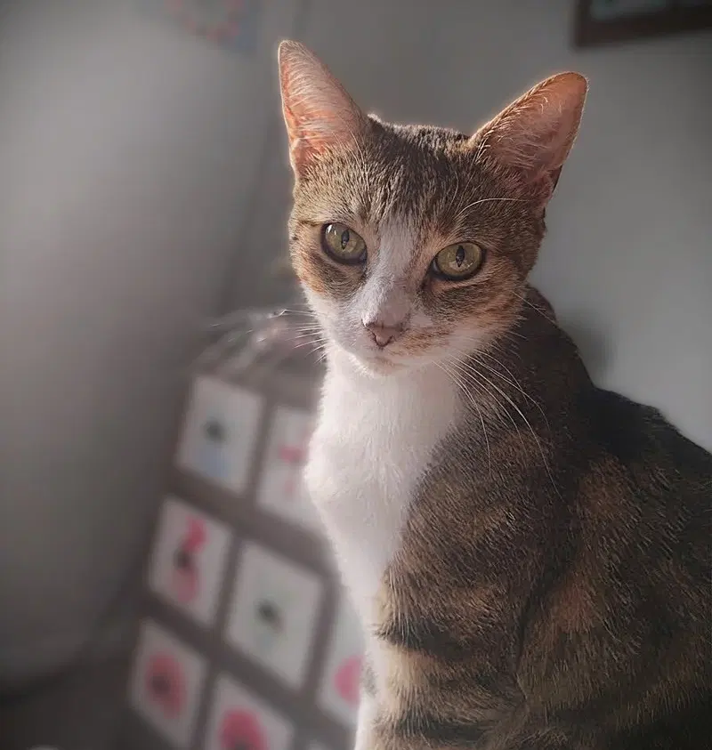 Ines, a young female Tabby cat up for adoption