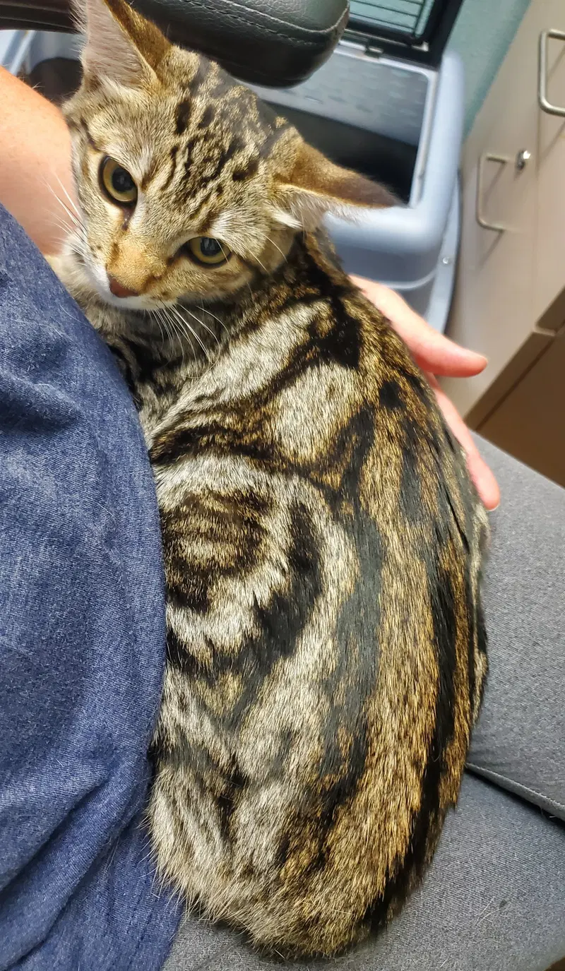 Amelia, a young female cat up for adoption